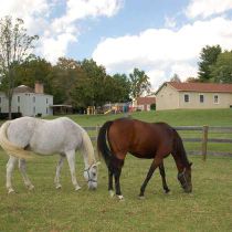Childhelp photo of: Horses for our equine therapy